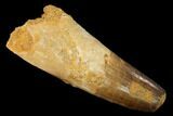 Large, Spinosaurus Tooth - Feeding Worn Tip #169536-1